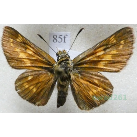 Ochlodes sylvanus (Esper, 1777) Karłątek kniejnik Czech85f